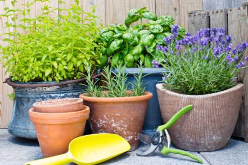 tips for landlords - keep gardens low maintenance - Renthub rental property management in Auckland